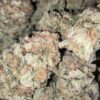 G13 Hollandaise