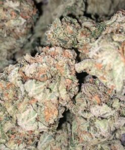 G13 Hollandaise