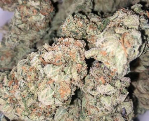 G13 Hollandaise